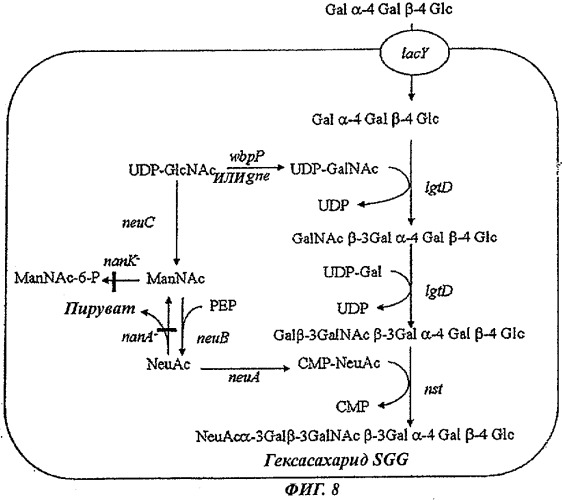 Способ получения сиалилированных олигосахаридов (патент 2473695)