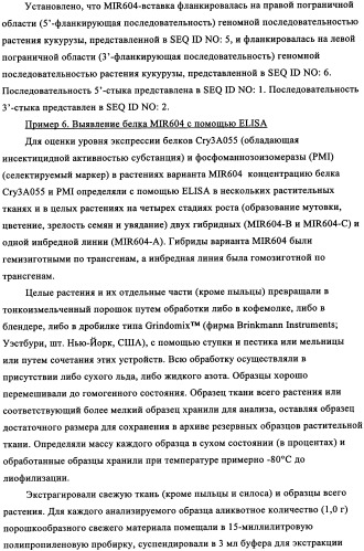 Вариант кукурузы mir604 (патент 2351122)