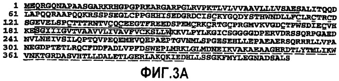 Комбинация apo2l/trail и ингибитора egfr для лечения рака, способ in vitro усиления апоптоза и применение комбинации для получения лекарственного средства для лечения рака (патент 2429006)