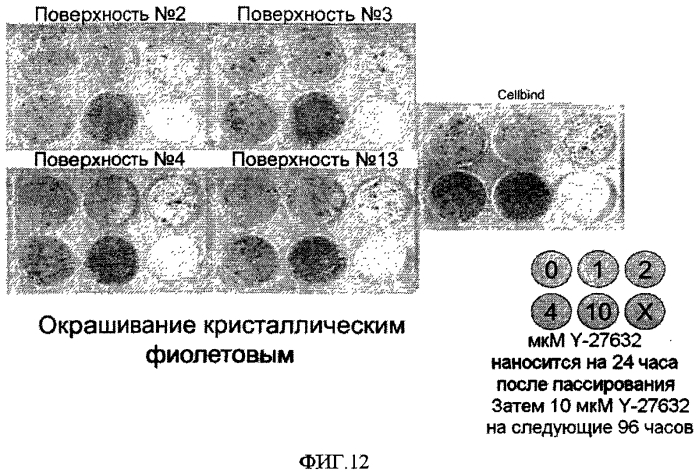 Способы, поверхностно-модифицированные носители и композиции для иммобилизации, культивирования и открепления клеток (патент 2551772)