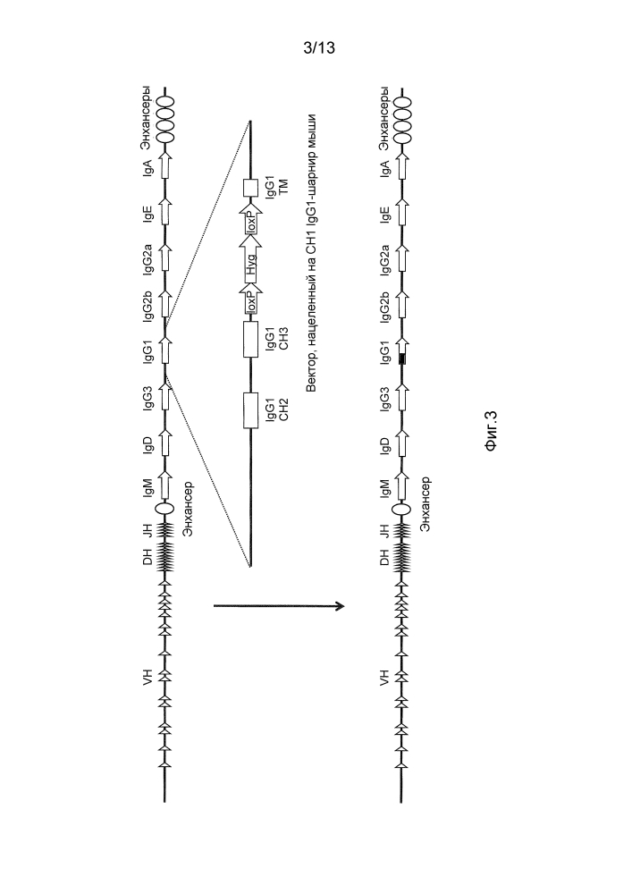Мыши, которые производят антитела, имеющие только тяжелые цепи (патент 2603102)