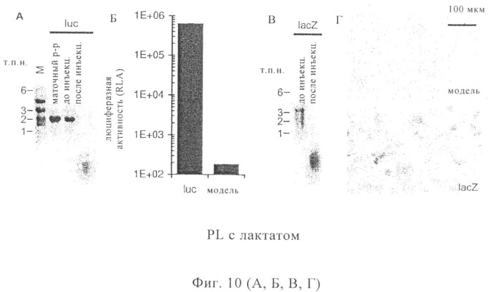 Оптимизированная композиция для инъекции рнк (патент 2418593)