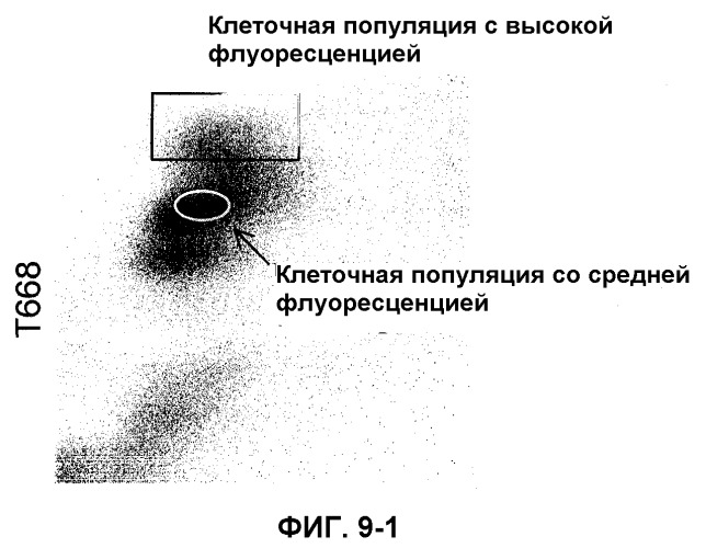 Способ отбора кардиомиоцитов с использованием внутриклеточных митохондрий в качестве индикатора (патент 2371478)