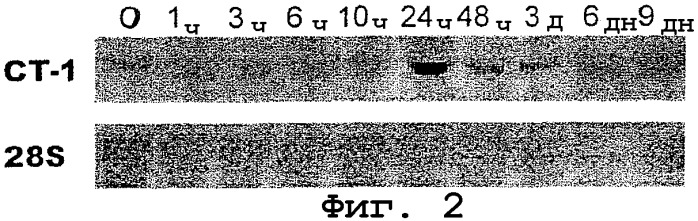 Применение кардиотрофина при заболеваниях печени (патент 2279289)