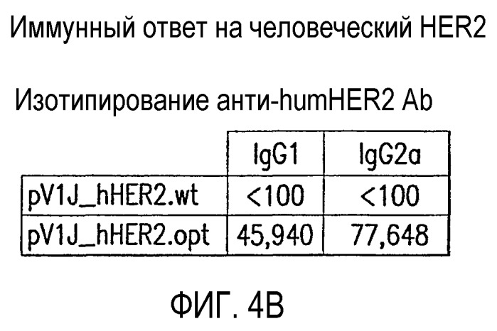 Синтетическая молекула нуклеиновой кислоты (варианты), экспрессионный вектор для клеток млекопитающего, клетка млекопитающего хозяина и способ экспрессии человеческого белка антигена эпидермального фактора роста-2 (her2/neu) или его укороченной формы (патент 2397249)