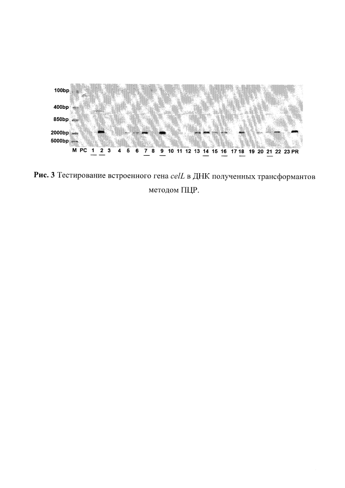 Рекомбинантный штамм мицелиального гриба penicillium canescens cl14, продуцирующий компонент целллюлосомы clostridium thermocellum, и способ его культивирования (патент 2646132)