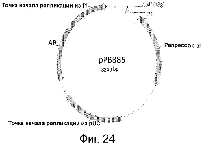 Плазмида без устойчивости к антибиотику (патент 2548809)