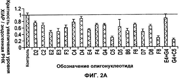 Лечение пролиферативных заболеваний с использованием антисмыслового олигомера iap и химиотерапевтического препарата (патент 2376018)