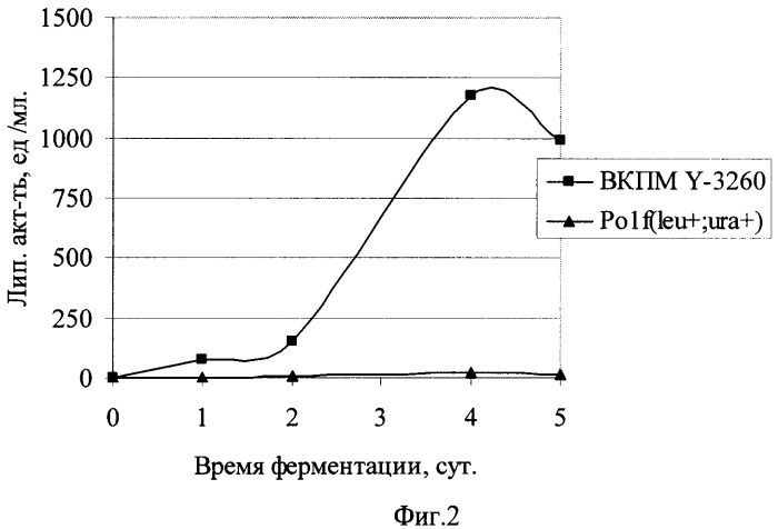 Штамм дрожжей yarrowia lipolytica - продуцент липазы (патент 2355754)