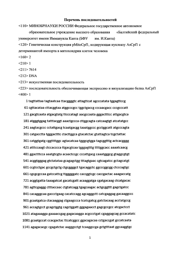 Генетическая конструкция pmitoascpf1, кодирующая нуклеазу ascpf1 с детерминантной импорта в митохондрии клеток человека (патент 2662994)