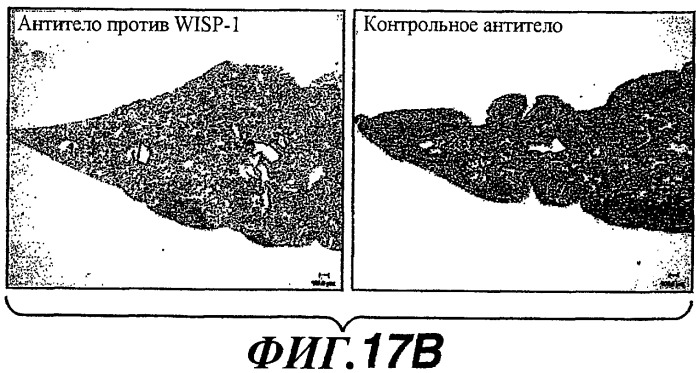 Способы и композиции для модуляции и обнаружения активности wisp (патент 2412201)