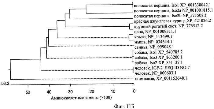 Стабилизированные полипептиды инсулиноподобного фактора роста (патент 2477287)