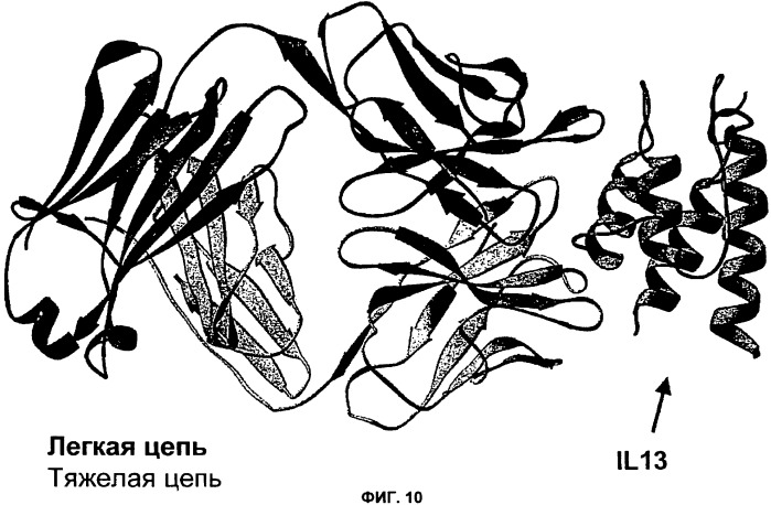 Антитела против интерлейкина-13 человека и их применение (патент 2427589)