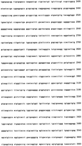 Конструирование рекомбинанта онколитического аденовируса, специфически экспрессирующего иммуномодуляторный фактор gm-csf в опухолевых клетках, и его применение (патент 2361611)