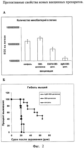 Рекомбинантная плазмида pag85a-cbd, штамм escherichia coli [prep4, pag85a-cbd], химерный белок ag85a-cbd и их применение (патент 2429292)