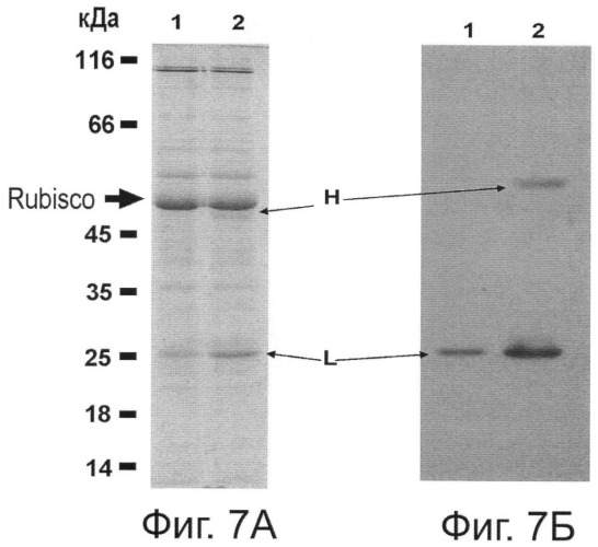 Способ суперпродукции в растении антител против онкогена her2/neu (патент 2370280)