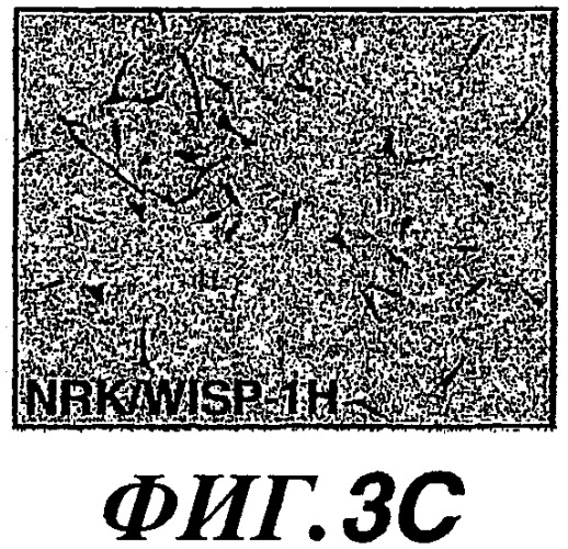 Способы и композиции для модуляции и обнаружения активности wisp (патент 2412201)