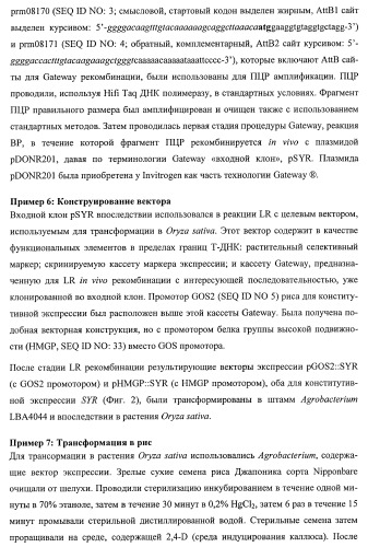 Растения, имеющие улучшенные характеристики роста, и способы их получения (патент 2463352)