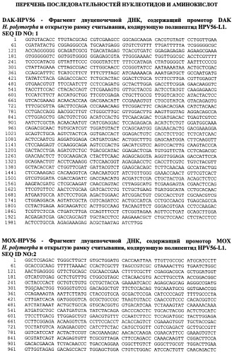 Рекомбинантный штамм дрожжей hansenula polymorpha - продуцент главного капсидного белка l1 вируса папилломы человека типа 56 (патент 2546240)