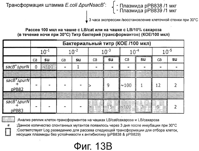 Плазмида без устойчивости к антибиотику (патент 2548809)