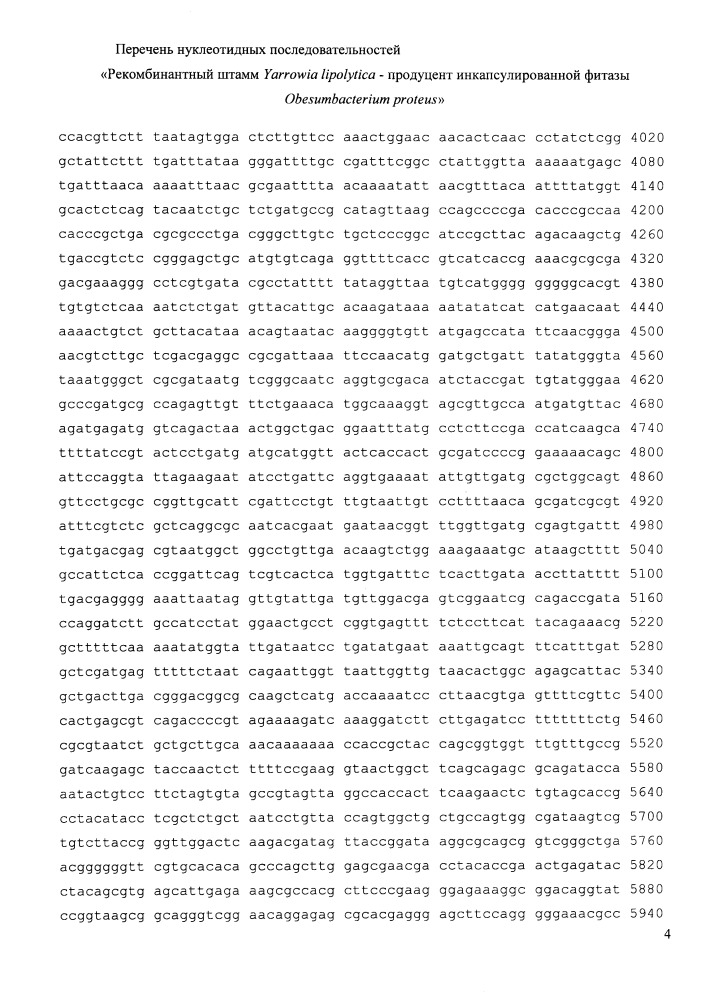 Рекомбинантный штамм yarrowia lipolytica - продуцент инкапсулированной фитазы obesumbacterium proteus (патент 2664476)