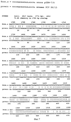 Цирковирус свиней типа ii и его применение (патент 2283862)