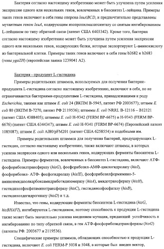 Способ получения l-аминокислот с использованием бактерии, принадлежащей к роду escherichia, в которой разрушен путь биосинтеза гликогена (патент 2315809)