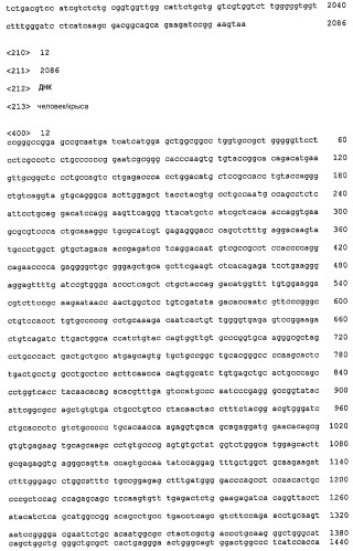 Р185neu-кодирующая днк и ее терапевтические применения (патент 2350652)