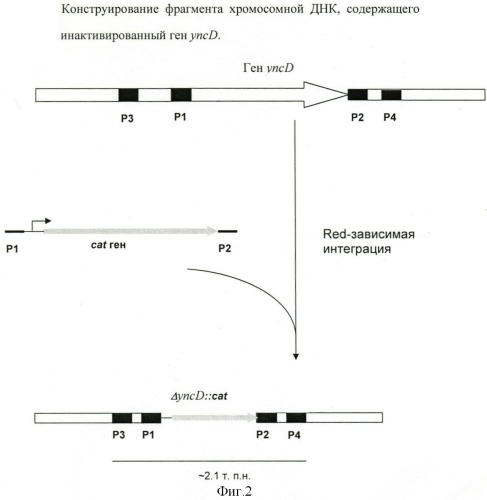 Способ получения l-треонина с использованием бактерии, принадлежащей к роду escherichia, в которой инактивирован ген yncd (патент 2396337)