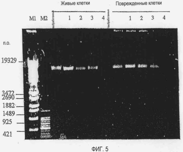 Способ детекции микроорганизма и набор для детекции микроорганизма (патент 2395583)