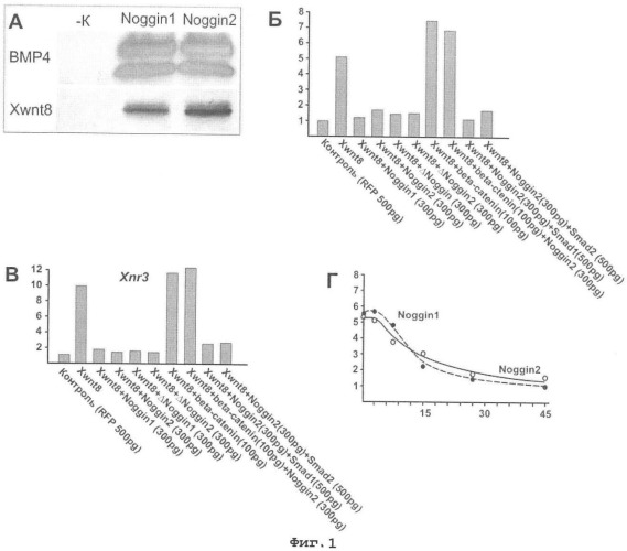 Способ блокирования сигнального пути, активируемого фактором wnt8 в клетках животных с помощью белков семейства noggin (патент 2473561)