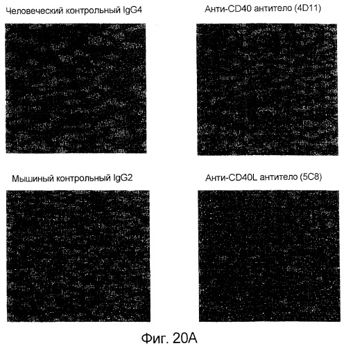 Мутанты анти-cd40 антитела (патент 2377254)