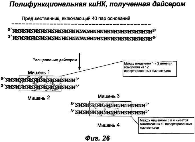 Молекулы химически модифицированной короткой интерферирующей нуклеиновой кислоты, которые опосредуют интерференцию рнк (патент 2418068)