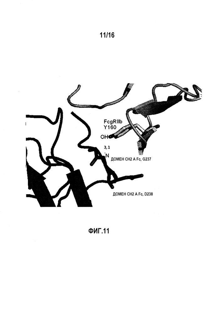 Fcγriib-специфичное fc-антитело (патент 2608504)