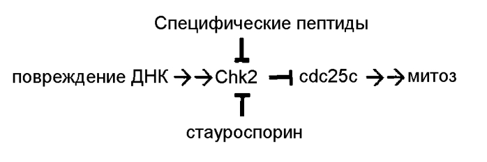 Пептидная защита против токсического воздействия ультрафиолетового излучения (патент 2565535)