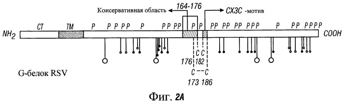 Антитела против g-белка распираторно-синцитиального вируса (rsv) (патент 2526517)