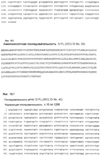 Применение s1p (патент 2362565)