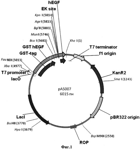 Рекомбинантная днк, кодирующая гибридный белок эпидермального фактора роста человека слитого последовательностью глутатион-s-трансферазы (gst-hegf) и рекомбинантная плазмида pas007, обеспечивающая синтез gst-hegf в клетках escherichia coli (патент 2521515)