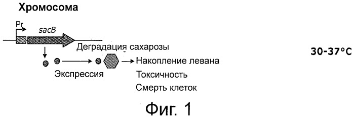 Плазмида без устойчивости к антибиотику (патент 2548809)