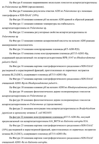 Бактерия семейства enterobacteriaceae - продуцент l-аспарагиновой кислоты или метаболитов, производных l-аспарагиновой кислоты, и способ получения l-аспарагиновой кислоты или метаблитов, производных l-аспарагиновой кислоты (патент 2472853)