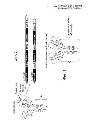 Моноклональное антитело против интерлейкина-31 (патент 2588462)