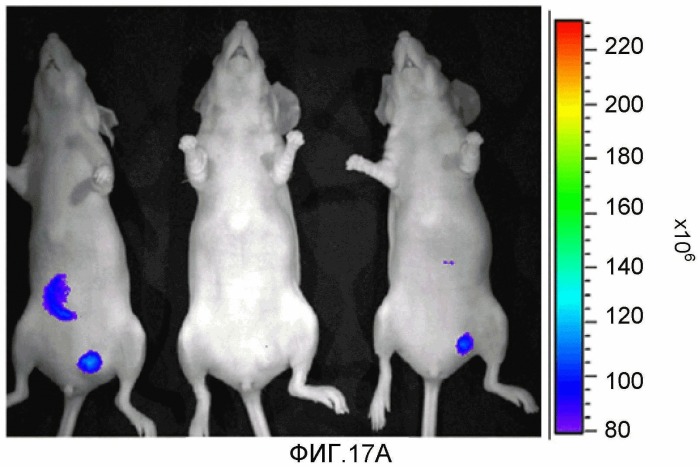 Конъюгаты rgd-(бактерио)хлорофилл для фотодинамической терапии и визуализации некротических опухолей (патент 2518296)