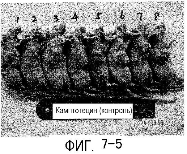 Рекомбинантный белок, обладающий противораковым действием, кодирующий его ген и его применение (патент 2333221)