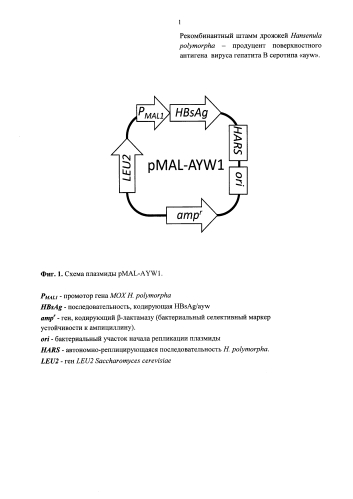 Рекомбинантный штамм дрожжей hansenula polymorpha - продуцент поверхностного антигена вируса гепатита в серотипа "ayw" (патент 2586511)