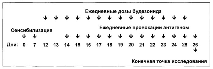 Полумягкие иммуностимулирующие олигонуклеотиды с-класса (патент 2393223)