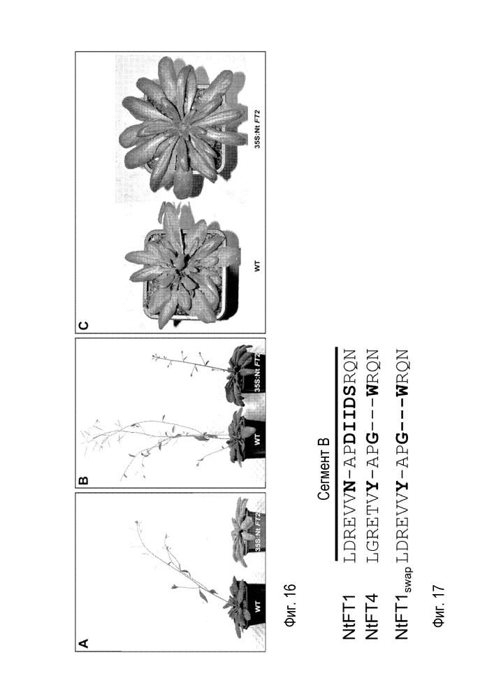 Последовательности нуклеиновых кислот и пептиды/белки семейства ft, обусловливающие свойства подавления цветения у трансформированных ими растений табака и трансгенных растений (патент 2644685)