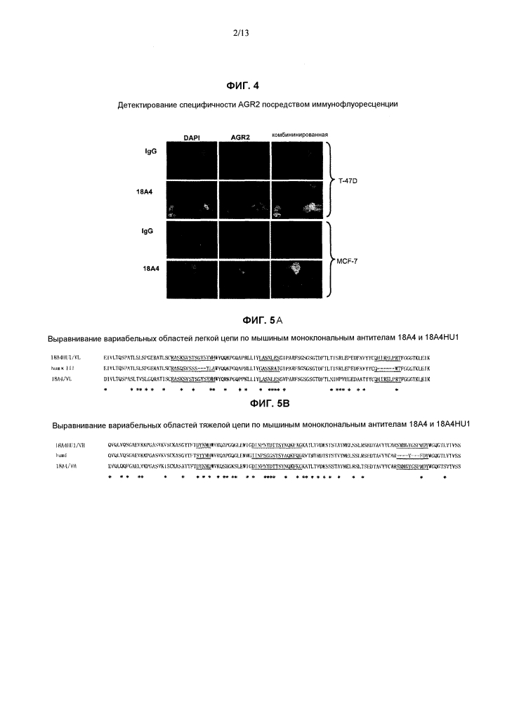 Антитело, блокирующее agr2, и его применение (патент 2610665)