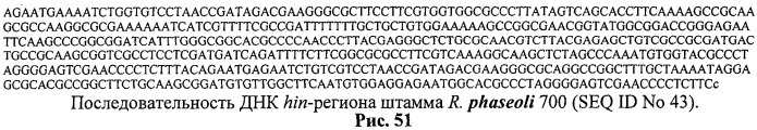 Способ идентификации и дифференциации прокариотических организмов (патент 2486251)