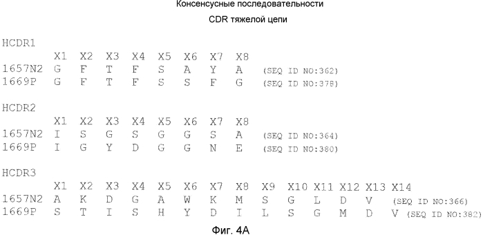 Антитела против gdf8 человека (патент 2567805)