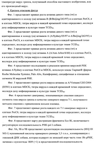 Способы и композиции для экспрессии антисмысловой вирусной рнк в клетках собаки (патент 2457250)